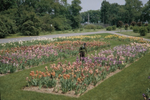 Jardin botanique de Montral (Archives) - call number:P-24-991 