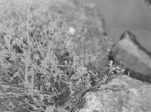 Collection Jacques Rousseau photo - c-3463-b-I-5199 -Rivière George, 55 degrés lat. N. Salix arctophila sur les boulders du cinquième rapide.