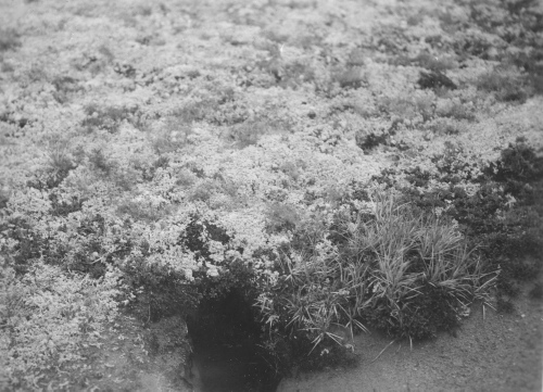 Jacques Rousseau Collection - c-3466-b-I-5205 -Terrier de renard, campement de l 'esker du lac Kopeteokash. Riv. George, vers 55 degrés 9 ' lat. N. Association des lichens à caribous.
