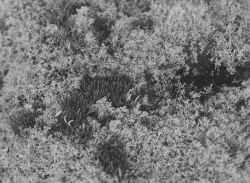 Collection Jacques Rousseau photo - c-3471-a-I-5218 -Lycopodium sabinaefolium et Cladonia rangiferina sur esker serpentin, rivière George, par 55 degrés 9 ' lat. N.
