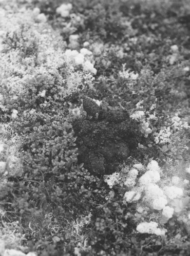 Collection Jacques Rousseau photo - c-3472-a-I-5220 -Excréments d 'ours nourri exclusivement de baies de Vaccinium uliginosum ( 157). Formation de lichens à caribous. Esker en serpentin, riv. George, par 55 degrés 9 ' lat. N.