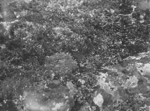 Collection Jacques Rousseau photo - c-3472-b-I-5221 -Diapensia lapponica et lichen. Sommet de colline à l 'est de Riv. George, par 55 degrés 9 ' lat. N.