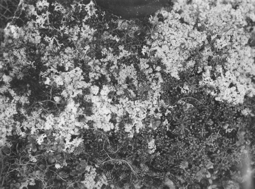 Collection Jacques Rousseau photo - c-3473-a-I-5222 -Loiseleuria procumbens. Empetrum nigrum, lichens à caribous. Sommet de colline à l 'est de Riv. George, par 55 degrés 9 ' lat. N.
