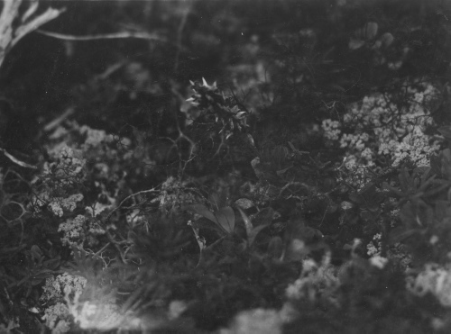 Collection Jacques Rousseau photo - c-3473-b-I-5223 -Salix-ursi et lichens à caribou, etc. Sommet de colline à l 'est de rivière George, par 55 degrés 9 ' lat. N.