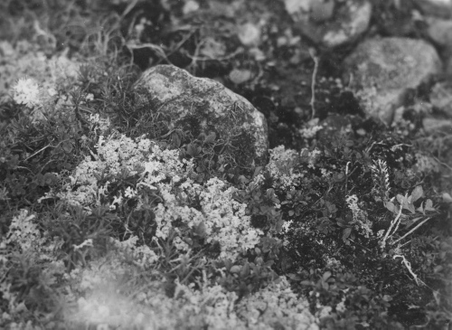Collection Jacques Rousseau photo - c-3473-c-I-5224 -Salix-ursi et lichens à caribou, etc. Sommet de colline à l'est de rivière George, par 55 degrés 9 ' lat. N.