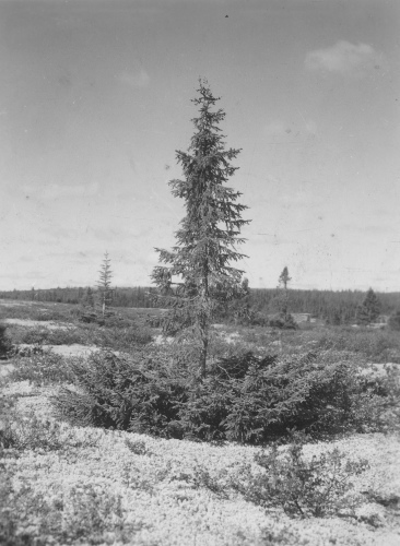 Collection Jacques Rousseau photo - c-3475-b-I-5228 -Picea mariana à rameaux de la base, déprimés. Riv. George, esker du 55 degrés 9 ' lat. N.