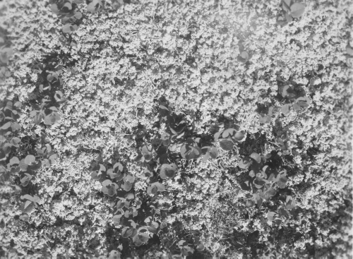Collection Jacques Rousseau photo - c-3478-a-I-5233 -Vaccinium uliginosum et lichen. Riv. George, esker du 55 degrés 9 ' lat. N.