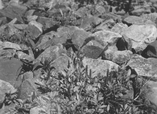 Collection Jacques Rousseau photo - c-3492-a-I-5265 -Salix arctophila. Rivière George, vers 55 degrés 24 ' lat. N.