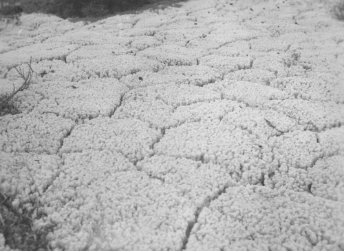 Collection Jacques Rousseau photo - c-3493-a-I-5267 -Cladonia alpestris, formant des polygones, par suite de la sécheresse. Rivière George, ves 55 degrés 26 ' lat. N.