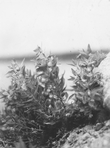 Collection Jacques Rousseau photo - c-3511-a-I-5304 -Epilobium latifolium. Sur esker de la riv. George, par 55 degrés 51 ' 30" lat. N.