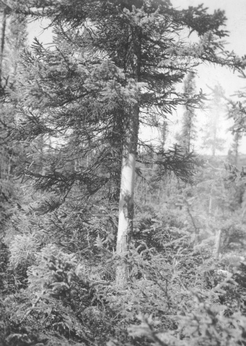 Jacques Rousseau Collection - c-3517-b-I-5317 -Épinettes (Picea mariana) dont l'écorce a été mangée par des porcs-épics. Riv. George, près de rivière Notwakopas.