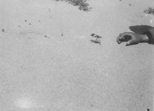 Collection Jacques Rousseau photo - c-3521-b-I-5325 -Petite alouette courant sur le sable, esker d 'un 56 degrés 3 ' 30".