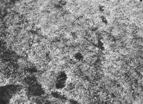 Collection Jacques Rousseau photo - c-3524-a-I-5330 -Les pieds enfoncent dans les lichens secs rugueux comme de la laine d'acier, sur montagne 6 mi à l'ouest d'Indian House Lake (riv. George), par 56 degrés 20 ' lat. N.