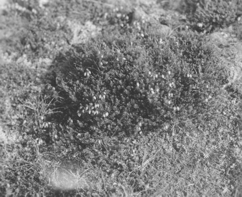 Collection Jacques Rousseau photo - c-3526-b-I-5335 -Phyllodoce caerulea. Montagnes, 6 mi. à l'ouest d'Indian House Lake (riv. George), par 56 degrés 19 ' lat. N.