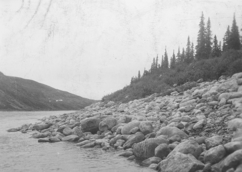 Collection Jacques Rousseau photo - c-3542-a-I-5367 -Les deux caribous s'engagent dans l'aulnaie de la berge, rivière George vers 57 degrés 39 ' lat. N. à gauche, tissekau et niche de nivation.