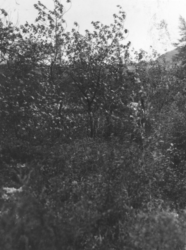 Collection Jacques Rousseau photo - c-3549-a-I-5381 -Formation de Populus Tacamahacca, à l 'est de la rivière George, ver 58 degrés 30 ' lat. N.