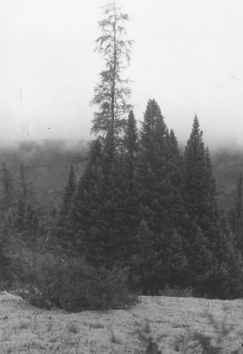 Collection Jacques Rousseau photo - c-3974-b-I-6345 -Picea mariana f. candelabrum. Riv. Korok, vers 65 degr?s 25' long. W.