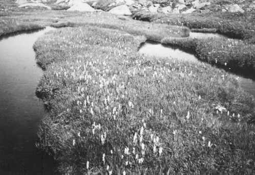 Jacques Rousseau Collection - c-4011-a-I-6418 -Ruisseau arctique et Habenaria obtusata. Embouchure de la Korok.