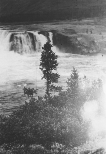 Collection Jacques Rousseau photo - c-4035-b-I-6467 -Picea mariana f. yuccoides et chute Korluktok, sur Korok ? env. 70 mi. de la baie.