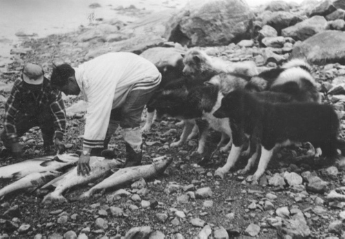 Collection Jacques Rousseau photo - c-4061-a-I-6518 -Les chiens avant leur repas de saumon. Antoine Gr?goire et un esquimau. George river post.