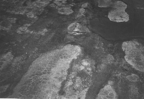 Collection Jacques Rousseau photo - c-4063-b-I-6523 -Carrelage du sol au sud de la riv. Payne vers 71 degr?s ".