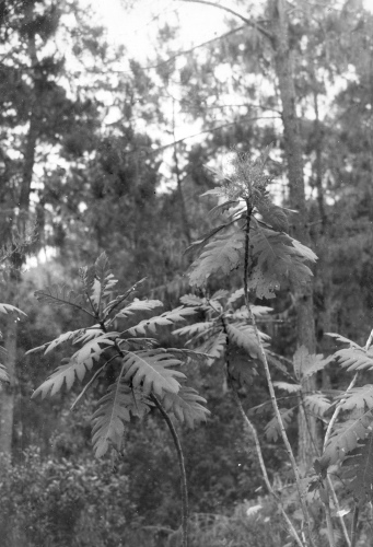Collection Jacques Rousseau photo - c-724-b-I-1799 -HAITI. For?t des pins, Morne des Commissaires. Bocconia frutescens.