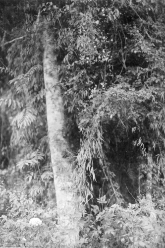 Collection Jacques Rousseau photo - c-725-a-I-1800 -HAITI. Morne des Commissaires. Bambou grimpant (Arthrostylidium).