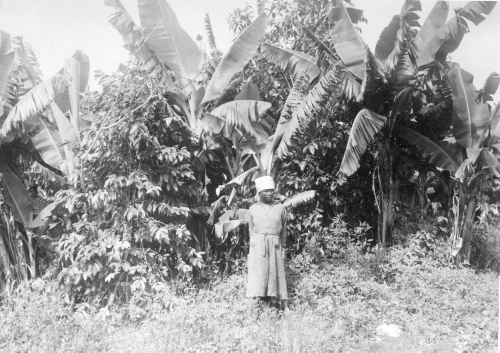 Jacques Rousseau Collection - c-731-a-I-1812 -HAITI. Savane Zombi. Caf?iers (Coffea arabica) prot?g?s par bananiers.