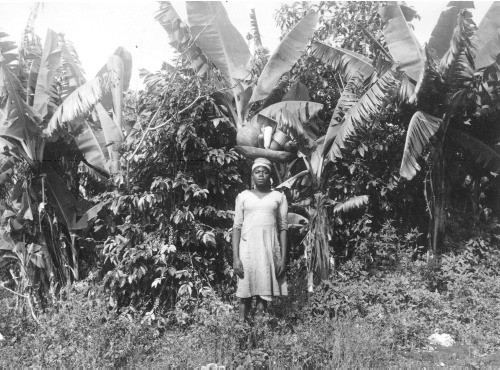 Collection Jacques Rousseau photo - c-731-b-I-1813 -HAITI. Savane Zombi. Caf?iers (Coffea arabica) prot?g?s par bananiers.
