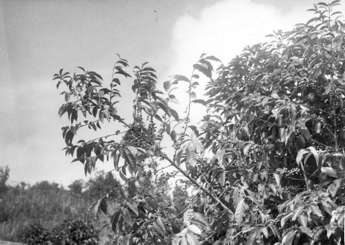 Collection Jacques Rousseau photo - c-731-c-I-1814 -HAITI. Savane Zombi. Caf?iers (Coffea arabica) en cerises.