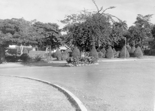 Collection Jacques Rousseau photo - c-741-a-I-1840 -HAITI. Petionville. Bougainvillea sur Spondias. Casuarina taill?e en cones.