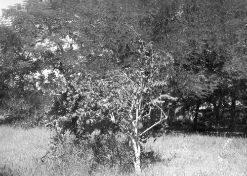 Collection Jacques Rousseau photo - c-753-a-I-1874 -HAITI. Damiens. Cryptostegia grandiflora.