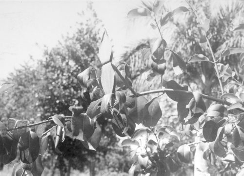 Collection Jacques Rousseau photo - c-753-b-I-1875 -HAITI. Damiens. Cryptostegia grandiflora.