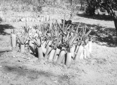 Collection Jacques Rousseau photo - c-762-b-I-1902 -HAITI. Damiens. Plantules de Cocotier (Cocos nucifera) employ?es dans des tiges de bambous.