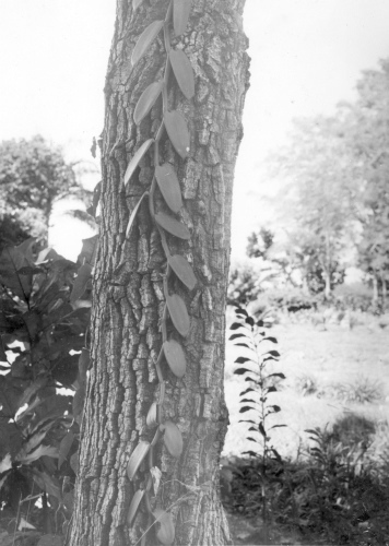 Collection Jacques Rousseau photo - c-764-c-I-1909 -HAITI. Damiens. Vanille sur avocatier (Vanilla planifolia) (Persea americana).