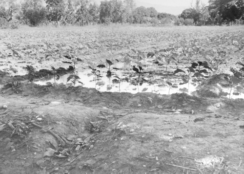 Collection Jacques Rousseau photo - c-765-a-I-1910 -HAITI. Damiens. Culture de l'aubergine (Solanum Melangena). Noter syst?me d'irrigation.