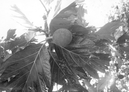 Collection Jacques Rousseau photo - c-765-b-I-1911 -HAITI. Damiens (Artocarpus incisa). Arbre ? pain.