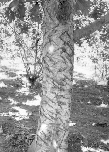 Jacques Rousseau Collection - c-766-a-I-1913 -HAITI. Damiens. (Artocarpus incisa) arbre ? pain. Tronc incis? pour obtenir glue.