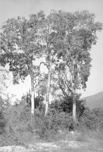 Collection Jacques Rousseau photo - c-771-a-I-1924 -HAITI. Magasin-Carries (Bursera sp). Gommier.