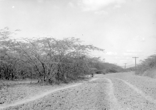 Collection Jacques Rousseau photo - c-773-d-I-1933 -HAITI. Vall?e de l'Artibonite. Vieille route coloniale (Prosopis julifera) Bayahonde.