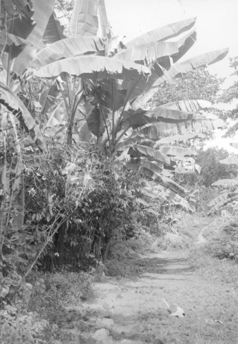 Collection Jacques Rousseau photo - c-785-b-I-1971 -HAITI. Sentier de la Citadelle. Bananier (Musa paradisiaca var. sapientium) et caf? (Coffea arabica).