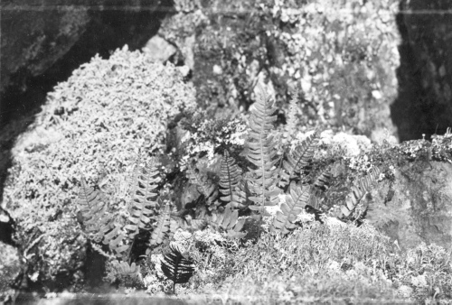 Jacques Rousseau Collection - c-3018-a-I-4253 -Lac Mistassini. Baie Wakotowkow. Polypodium virginianum sur ?boulis de roche pr?cambrienne.