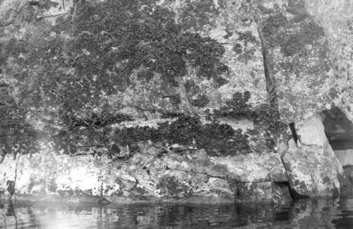 Collection Jacques Rousseau photo - c-3020-b-I-4259 -Lac Mistassini. Baie Wakotowkow. polypodium virginianum et Umbilicaria (tripe-de-roche) sur roche pr?cambrienne.