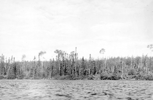 Jacques Rousseau Collection - c-3047-a-I-4318 -Lac Mistassini. Baie Abatagouche. Populus tremuloides f. betuliformis.