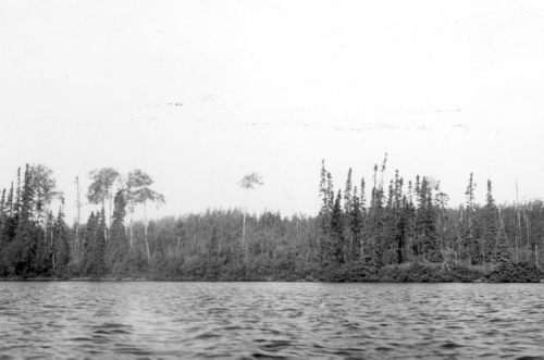 Collection Jacques Rousseau photo - c-3047-b-I-4319 -Lac Mistassini. Baie Abatacgouche. Populus tremuloides f. betuliformis.