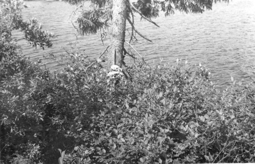 Collection Jacques Rousseau photo - c-3073-a-I-4377 -Lac Mistassini. Cr?ne d'ours f?tiche. Campement de la baie Wakotowkow.