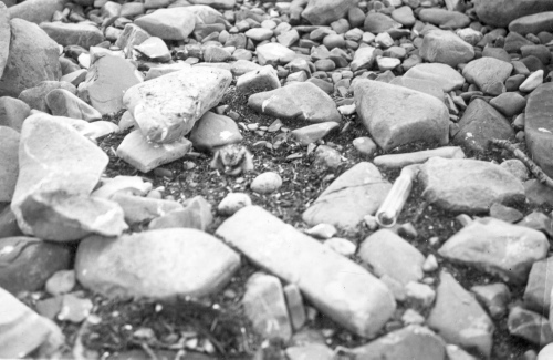 Collection Jacques Rousseau photo - c-3084-b-I-4400 -Lac Mistassini. Nid de sterne sur le rocher des Sternes.