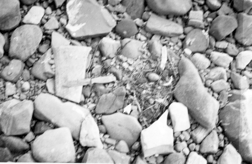 Collection Jacques Rousseau photo - c-3085-a-I-4401 -Lac Mistassini. Nid de sterne sur le rocher des Sternes.