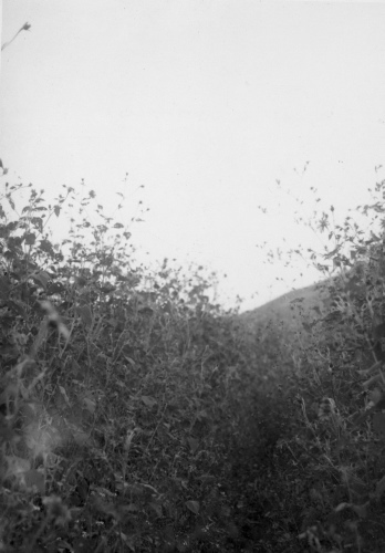 Collection Jacques Rousseau photo - c-3147-b-I-4526 -Mexique. Le sentier dans le taillis de compos?es. Acuitlapan de las Grenadas (pr?s Tazco).