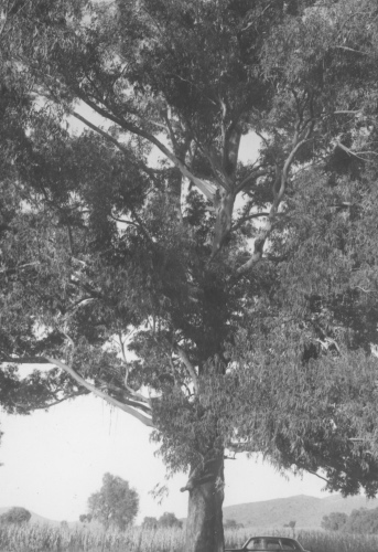 Collection Jacques Rousseau photo - c-3151-b-I-4534 -Mexique. Molino de Flores (un ancien hacienda) pr?s Mexico. Eucalyptus.